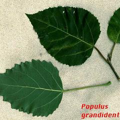 Pinnately veined leaf with toothed margins of large leaf aspen