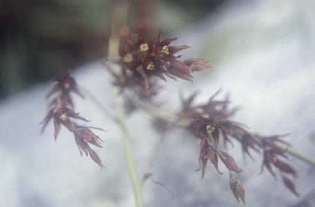 Flowers of Stenanthium frigidum, north of La Cima