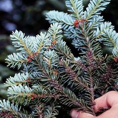 Underside of a bough of Fraser fir