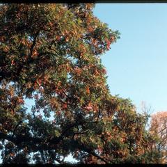 Quercus alba showing early fall color in abscissing twigs