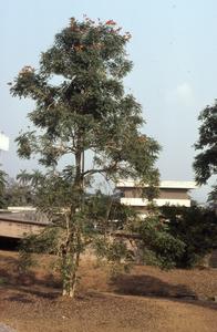 Tree on Ife campus