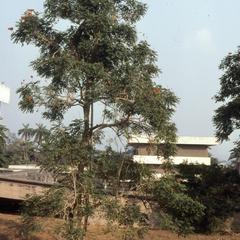 Tree on Ife campus