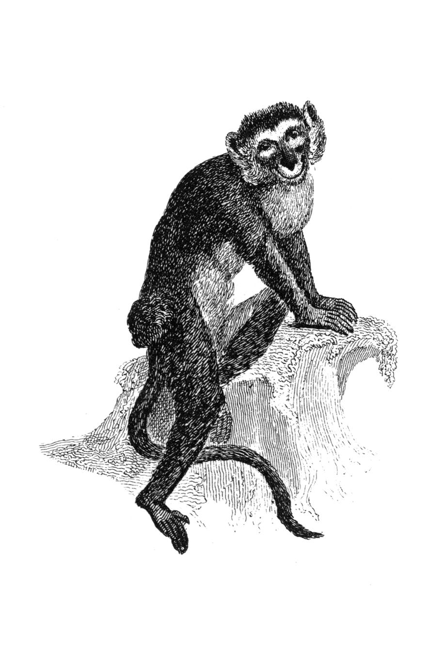 Lesser Spot-Nosed Guenon Print
