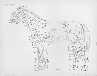 Das Pferd, Tafel 13