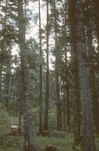 Logging in Abies-Pinus national park