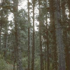 Logging in Abies-Pinus national park