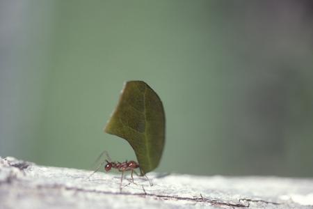 Leaf cutting ants (Atta) on Terminalia catappa tree