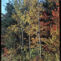 Fall view of white pine, red maple, and aspen in corner of northern dry mesic forest near Jackson Oak