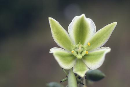 Furcraea (Agavaceae)