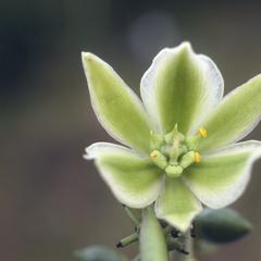 Furcraea (Agavaceae)