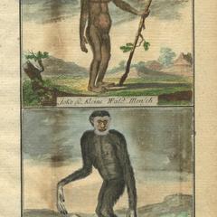 Bonobo and Gibbon Print