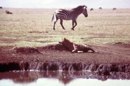 Spotted Hyena and Zebra