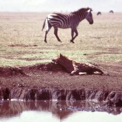 Spotted Hyena and Zebra