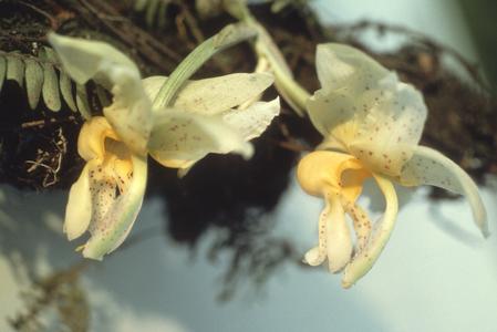 Stanhopea orchid flowers, base of Cerro San Miguel