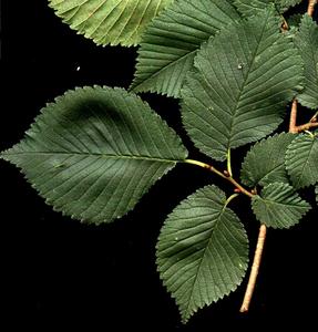 Leaves of Ulmus americana