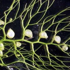 Modified leaves - insect traps of bladderwort