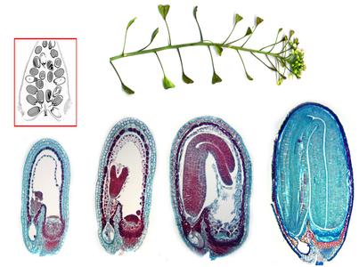 Composite of images of different developmental stages of Capsella