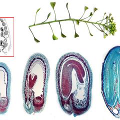 Composite of images of different developmental stages of Capsella