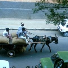 Donkey Pulling Wagon on Cairo Street