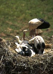 Storks in Citadel of Glaoui Family