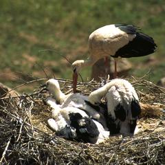 Storks in Citadel of Glaoui Family