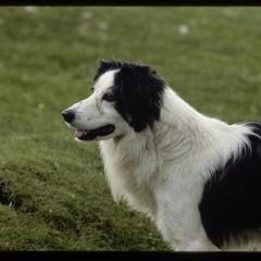 Isle of Skye, sheep dog, no. 2 of 2