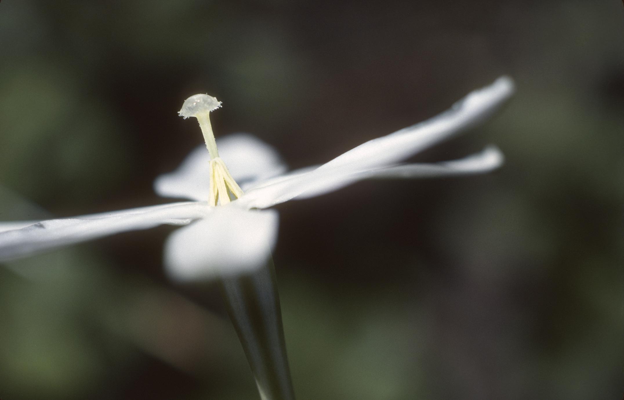 Milla Biflora West Southwest Of Durango Uwdc Uw Madison Libraries