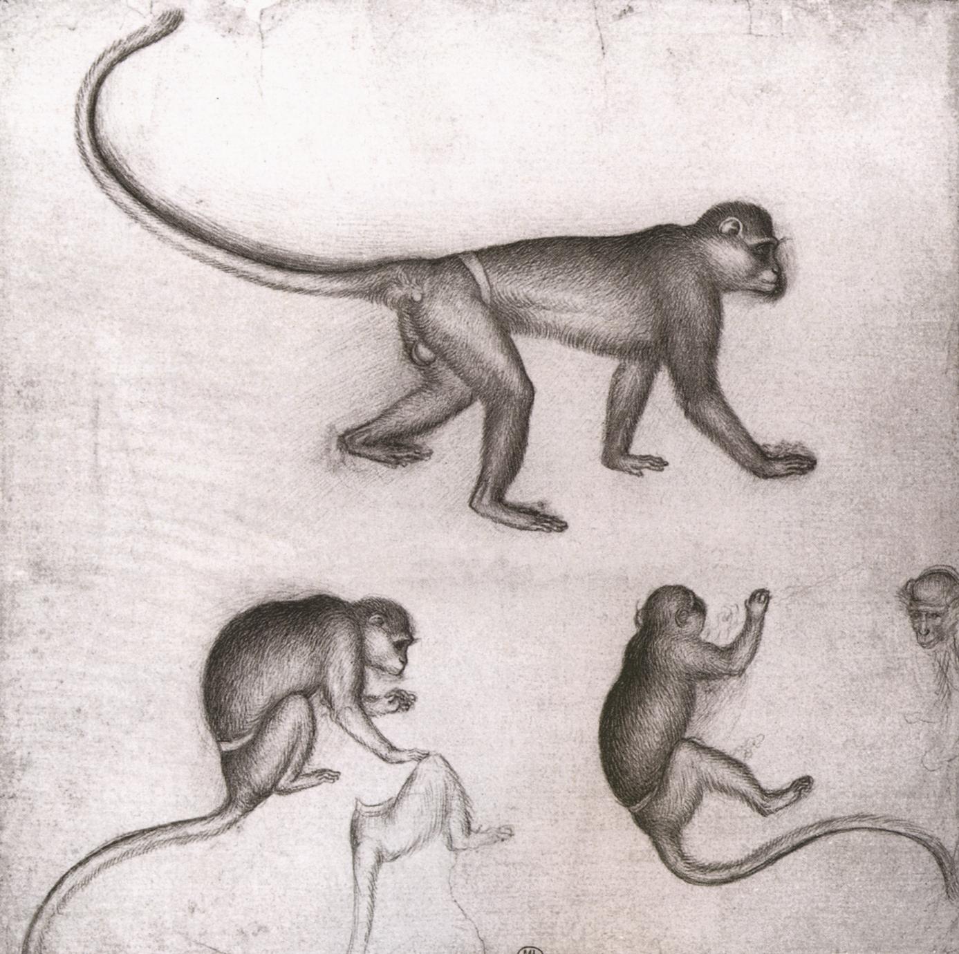 Squirrel monkey - ink illustration Drawing by Loren Dowding - Pixels