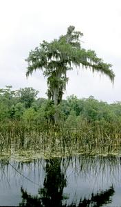 Old tree of bald cypress