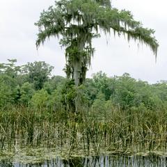Old tree of bald cypress