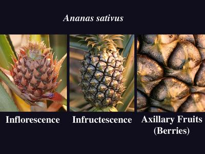 Pineapple series - inflorescence, infrutescence, and detail of multiple fruit