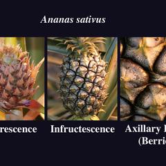 Pineapple series - inflorescence, infrutescence, and detail of multiple fruit