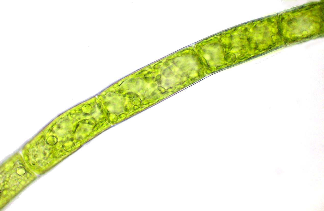 filamentous algae microscope