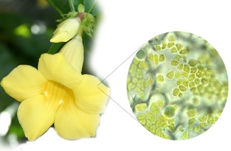 Allamanda flower with view petal cells showing chromoplasts through 100x objective