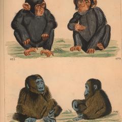 Juvenile Chimpanzee and Orangutan Print