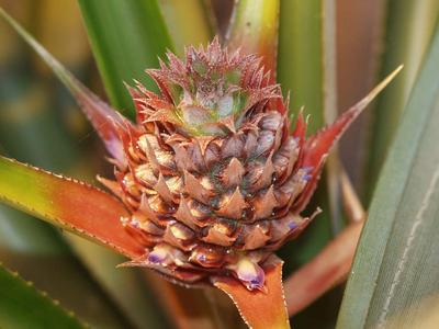 Pineapple plant with inflorescence