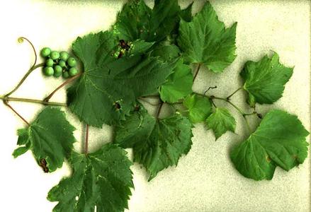 Fruiting bough of Vitis riparia