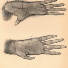 Hand and Foot of Orang.