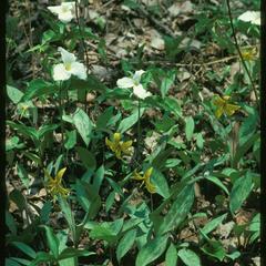 Erythronium americanum and Trillium grandiflorum