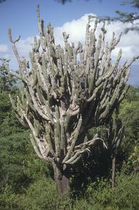 Ceroid cactus, south of Cruz de Taratura