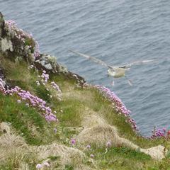 Isle of Tiree, fulmar in flight