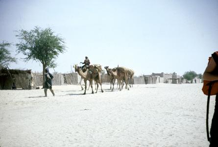 Camels in the Street in N'Guigmi near Shores of Lake Chad
