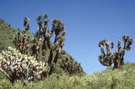 Yucca and Opuntia on limestone hills