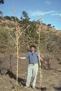 Hugh Iltis with huge teosinte plants, south of Agua Blanca