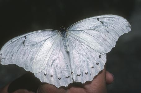 White Morpho butterfly, Sierra Autlán