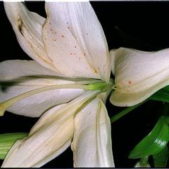 Lilium - flower with anthers removed, view of superior ovary