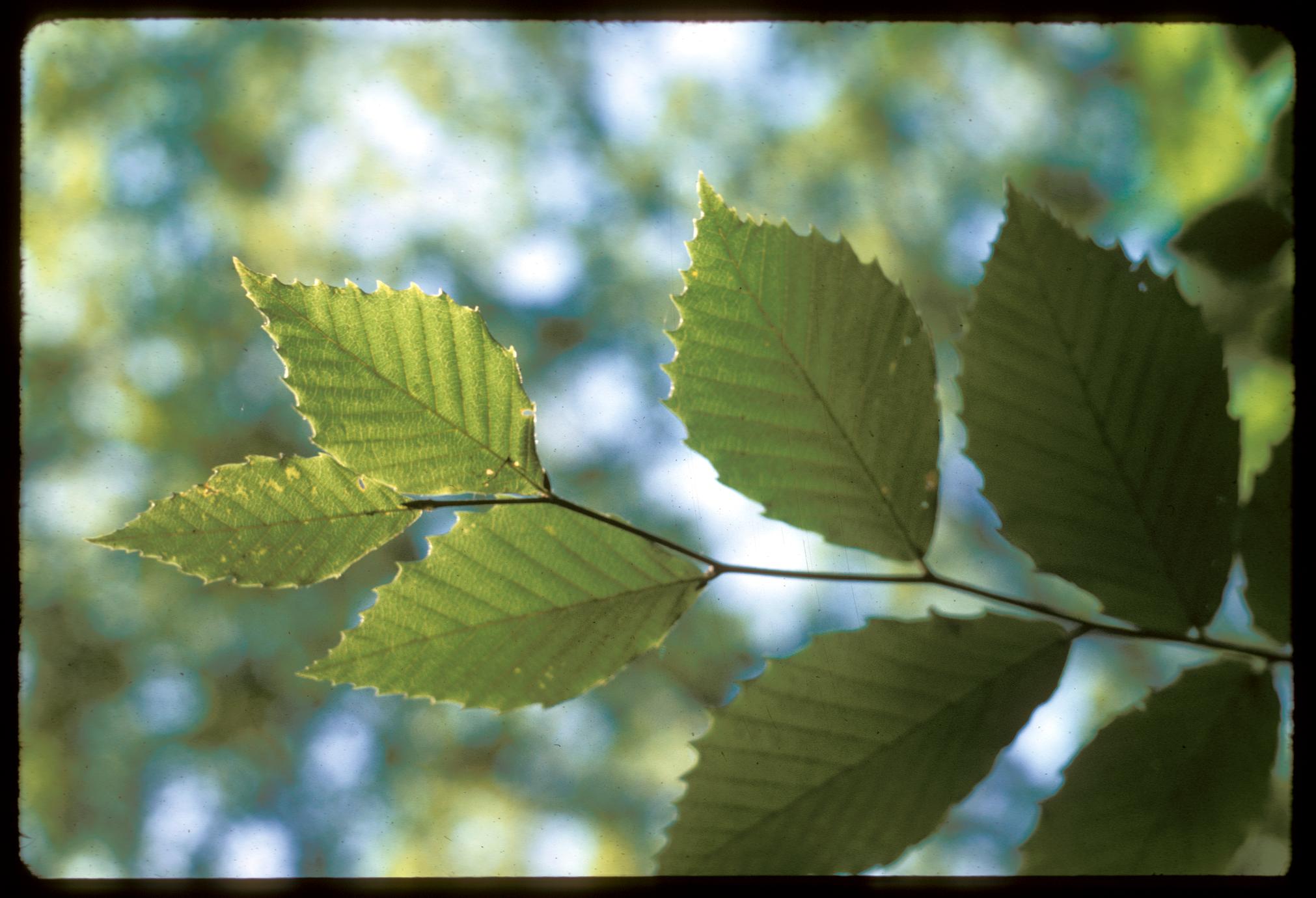 American Beech leaves, University of Wisconsin Arboretum