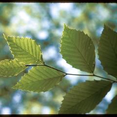 American Beech leaves, University of Wisconsin Arboretum