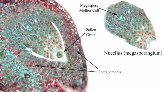 Pine ovule with a megaspore mother cell and with pollen in the pollen chamber with detail of the nucellus