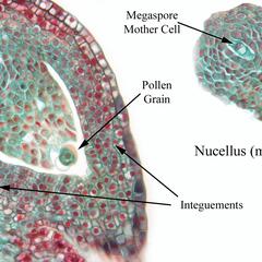 Pine ovule with a megaspore mother cell and with pollen in the pollen chamber with detail of the nucellus